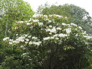 Rhododendron auriculatum