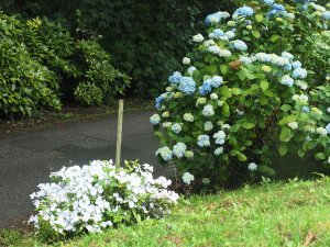 Hydrangea ‘Joseph Banks’ and Hydrangea ‘Runaway Bride’