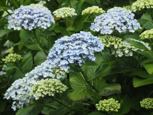 Hydrangea ‘Ayesha’.