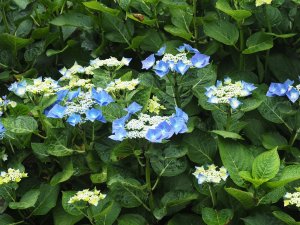 Hydrangea ‘Fireworks Blue’.