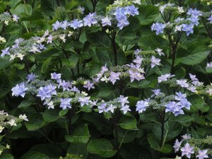 Hydrangea ‘Fireworks Pink’.