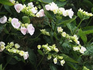 Hydrangea ‘Hobella’.
