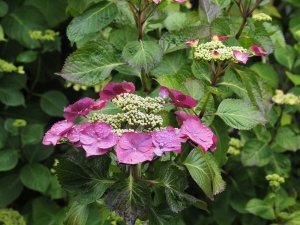 Hydrangea ‘Taube’.