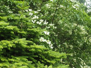 Cornus capitata and Picea glauca ‘Piccolo’