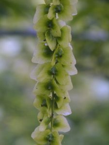 Pterocarya macroptera var. insignis