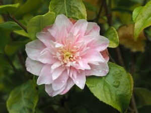 Camellia maliflora.