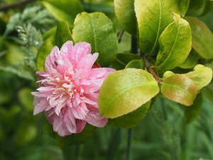 Camellia maliflora.