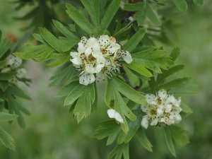 Crataegus schraderiana