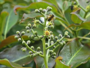 Diplopanax stachyanthus (WWJ 12110)