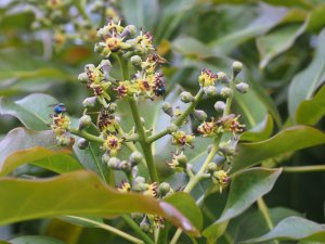 Diplopanax stachyanthus (WWJ 12110)