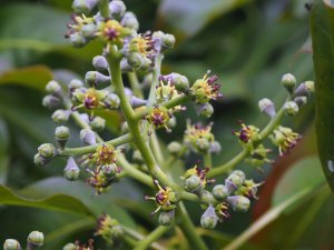 Diplopanax stachyanthus (WWJ 12110)