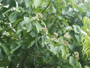Ehretia anacua
