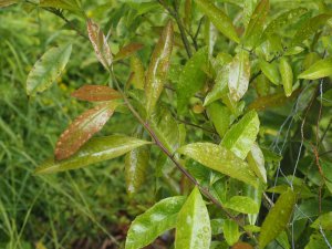 Ilex paraguariensis