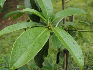 Magnolia conifera ssp. chingii (20070857)