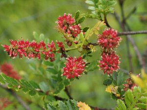 Weinmannia trichosperma
