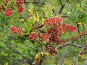 Weinmannia trichosperma