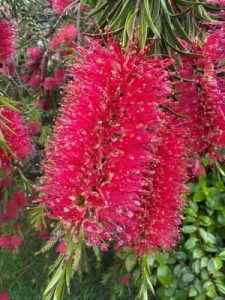 Callistemon rigidus