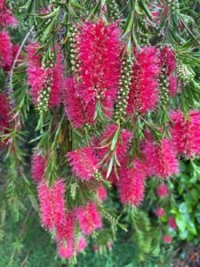 Callistemon rigidus