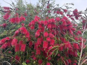 Callistemon rigidus