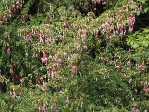 Fuchsia 'Lady Bacon'