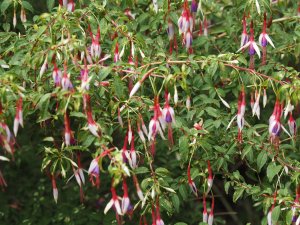 Fuchsia 'Lady Bacon'