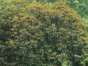 Rhododendron ‘Sir Charles Lemon’