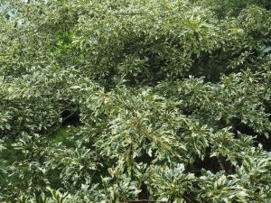 variegated Turkey Oak