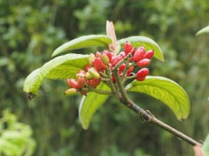 Viburnum buddleifolium