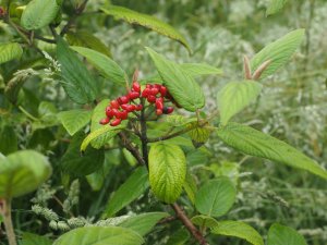 Viburnum buddleifolium