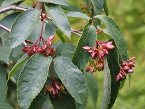 Viburnum setigerum