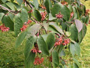 Viburnum setigerum