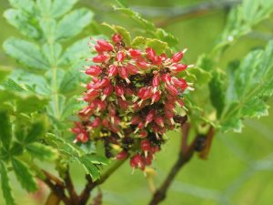 Weinmannia trichosperma
