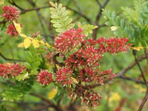 Weinmannia trichosperma
