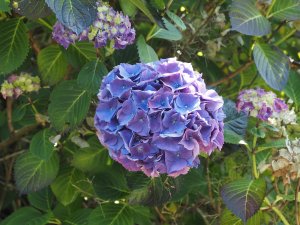 Hydrangea 'Altona'