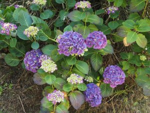 Hydrangea 'Altona'