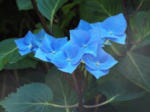 Hydrangea 'Zorro'