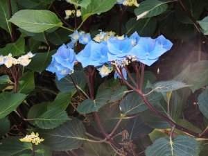 Hydrangea 'Zorro'
