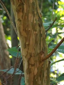 Clethra delavayi