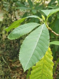 Clethra fargesii