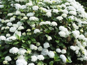 Hydrangea ‘Madame Emile Mouillère’