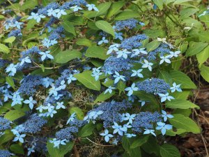 Hydrangea serrata ‘Crûg Cobalt’