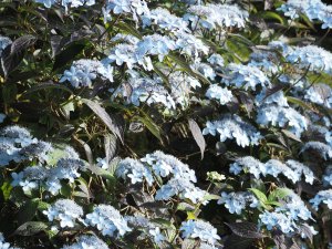 Hydrangea serrata ‘Tiara’