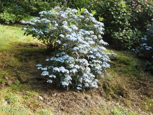 Hydrangea serrata ‘Tiara’