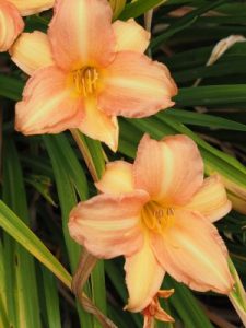 Lady Cynthia Carew-Pole’s Hemerocallis