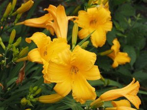 Lady Cynthia Carew-Pole’s Hemerocallis