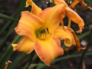 Lady Cynthia Carew-Pole’s Hemerocallis