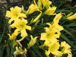 Lady Cynthia Carew-Pole’s Hemerocallis