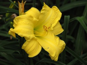Lady Cynthia Carew-Pole’s Hemerocallis