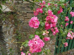Rosa ‘American Pillar’