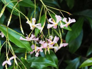 Trachelospermum asiaticum ‘Pink Showers’